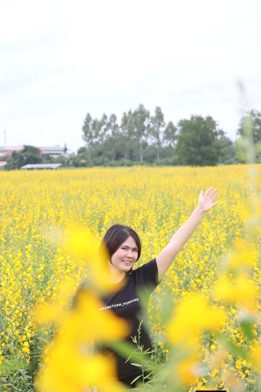 title - ศพส. ชวนมาเก็บภาพความประทับใจ ท่ามกลางทุ่งปอเทืองสีเหลืองสดใส ณ บางไทร (ศูนย์ศิลปาชีพ บางไทรฯ (เดิม))